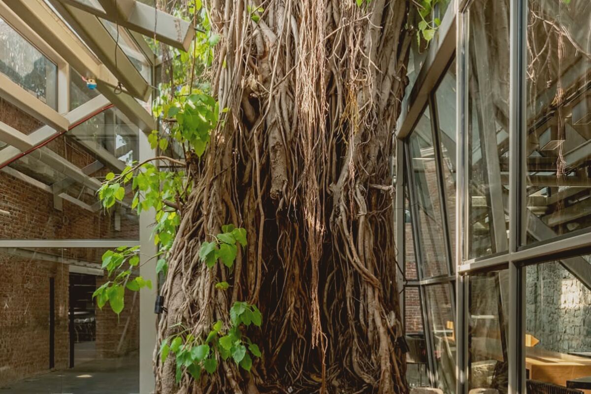 The 150-year-old banyan in the courtyard at Banyan Tree, Ballard Estate, its aerial roots hanging against the glass of the old ice factory